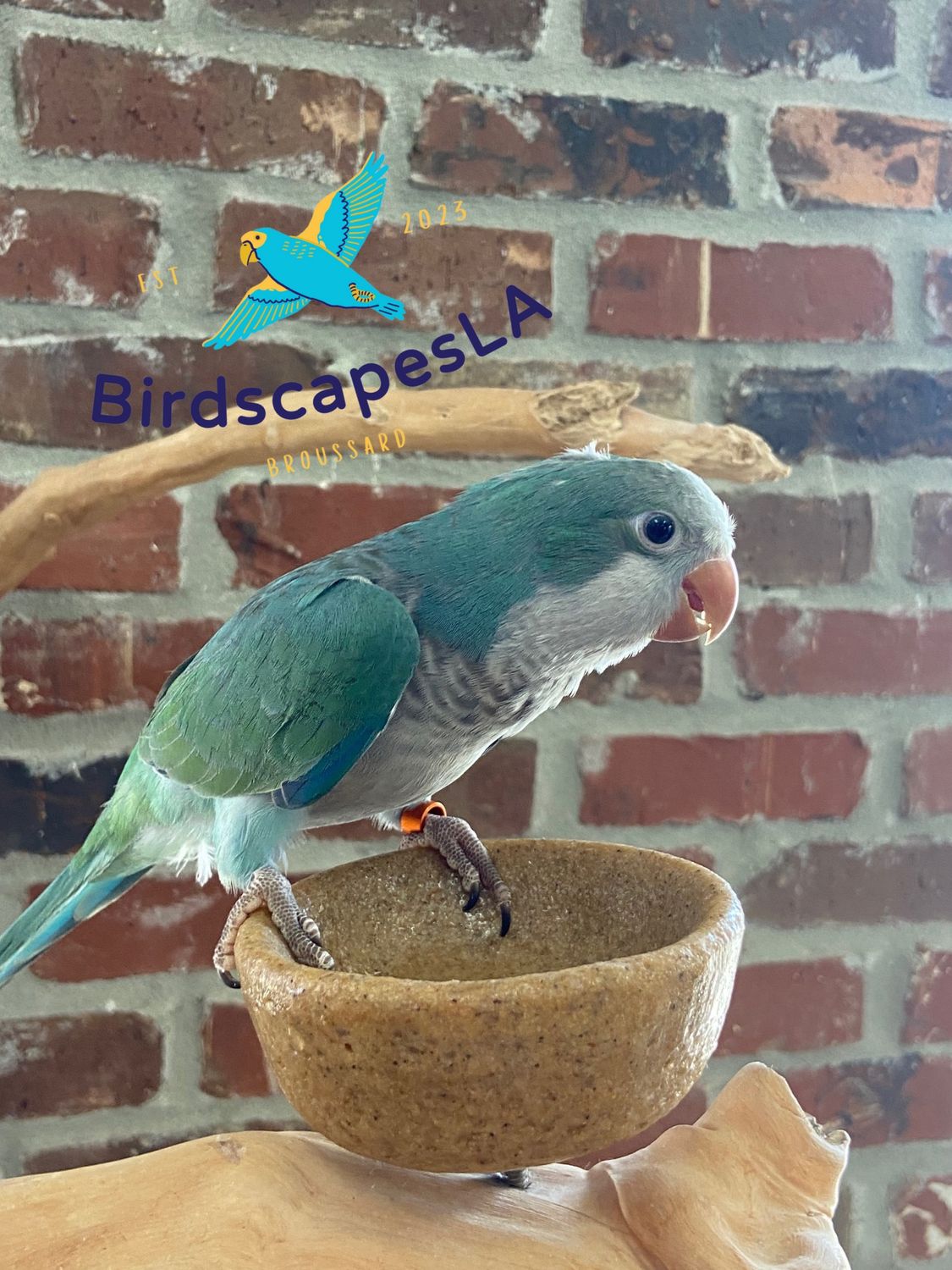 Quaker - (Turquoise)