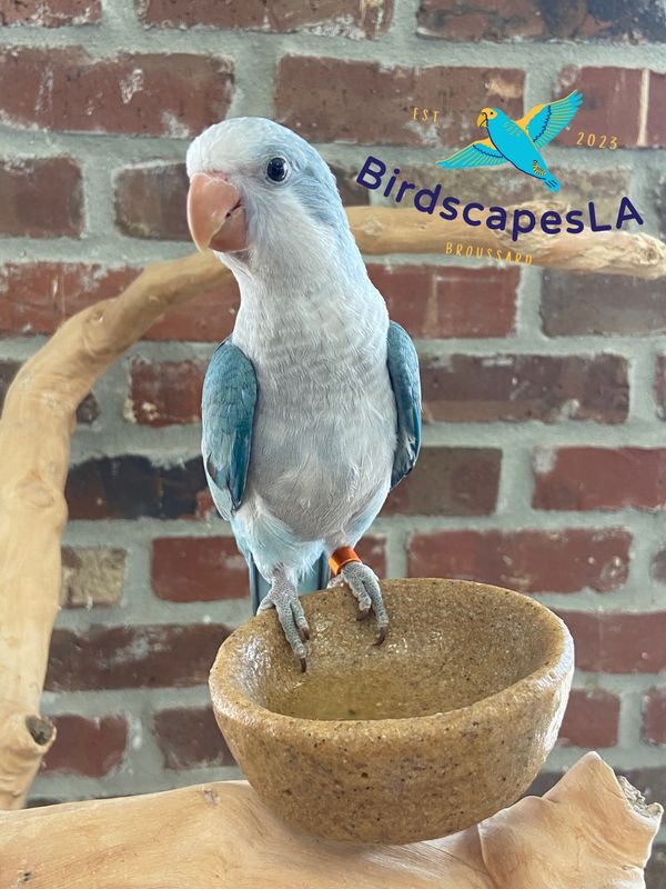 Quaker - (Turquoise Opaline)