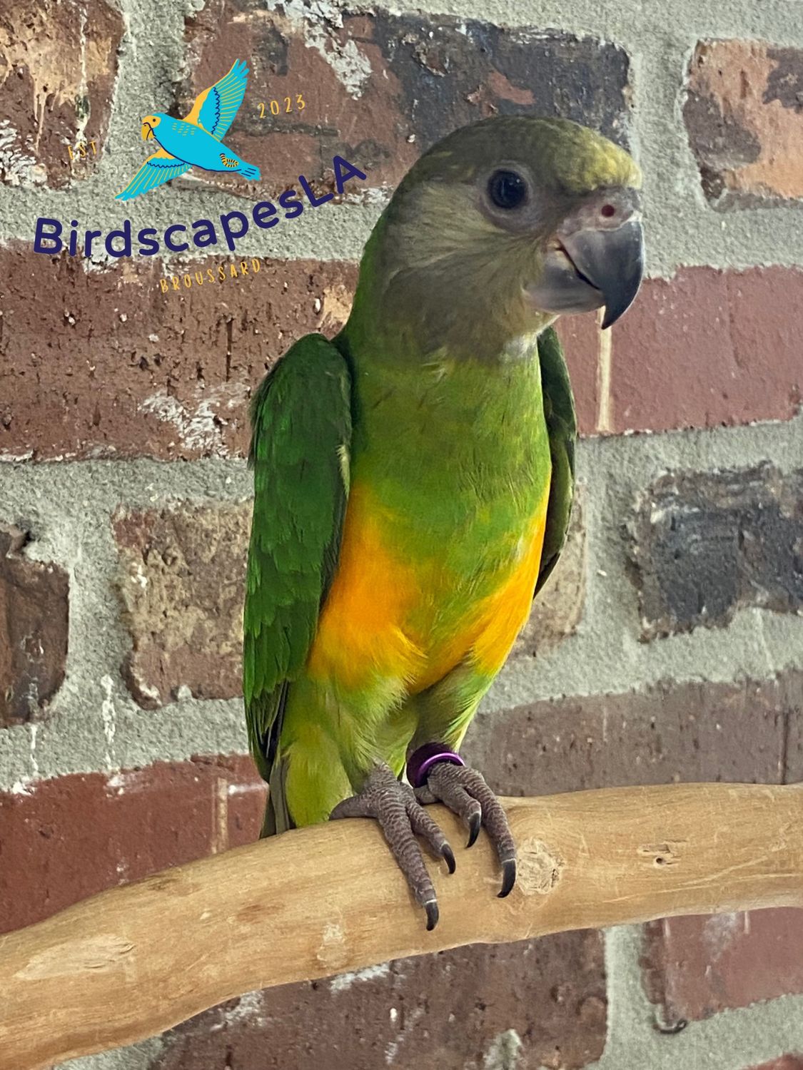 Senegal