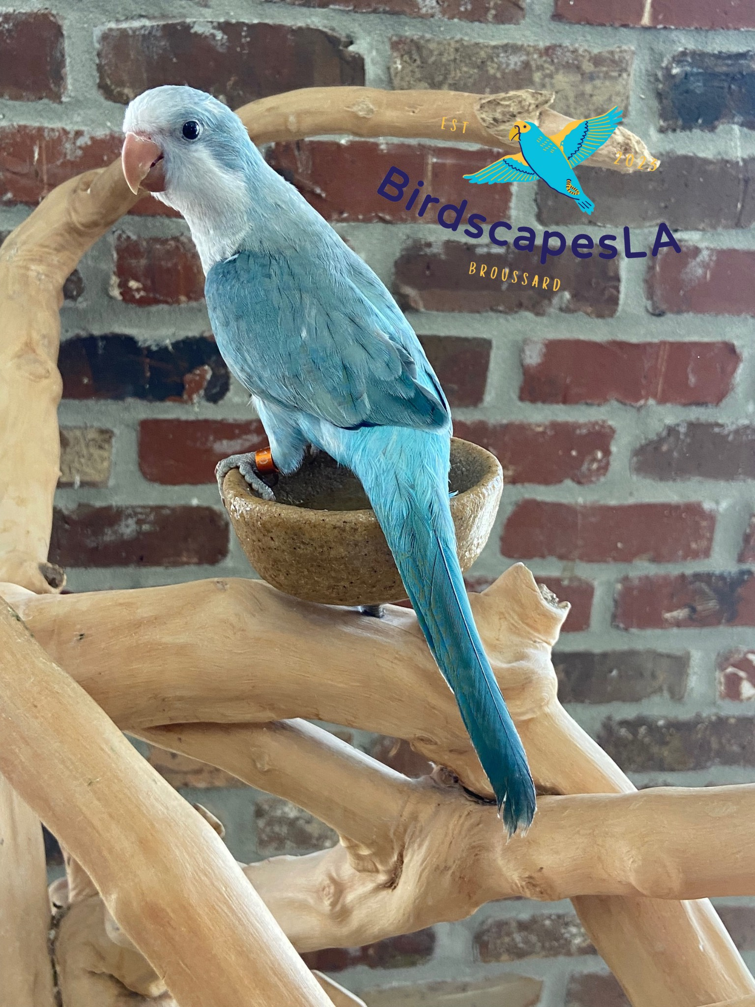 Quaker - (Turquoise Opaline)