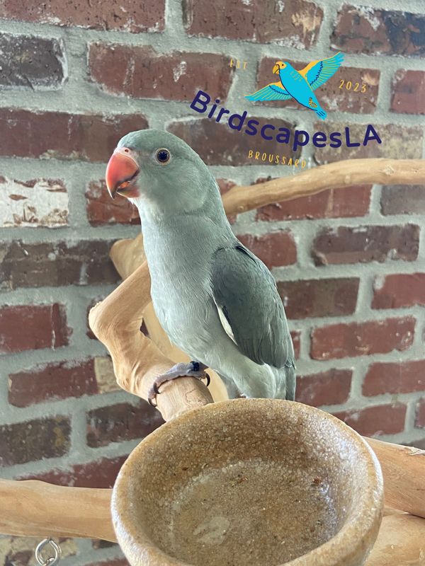 Indian Ringneck - (Gray Olive)