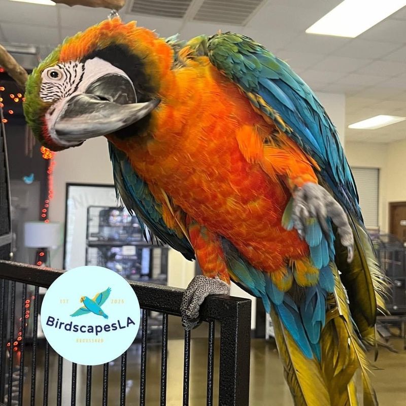Macaw - (Harlequin)