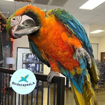 Macaw - (Harlequin)