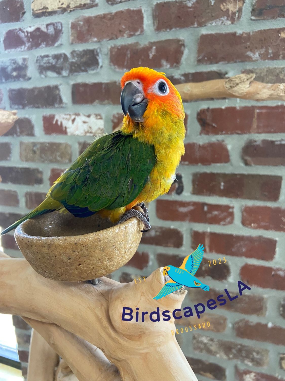 Sun Conure