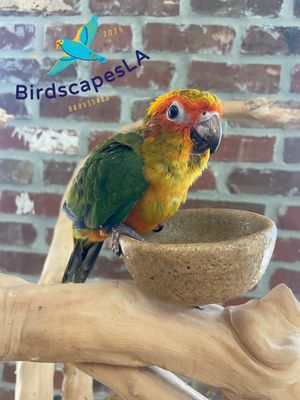 Sun Conure