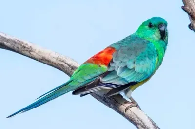 Red Rump Parakeets