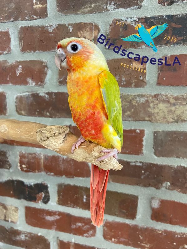 Green Cheek Conure - (Pineapple Dilute)