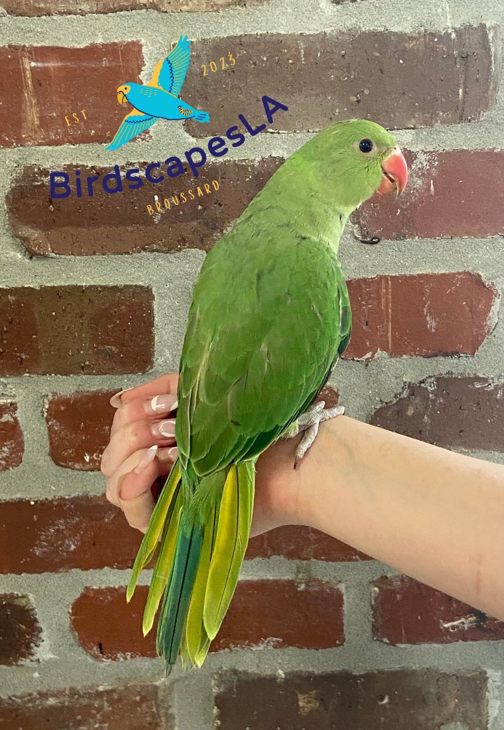 Indian Ringneck - (Green)