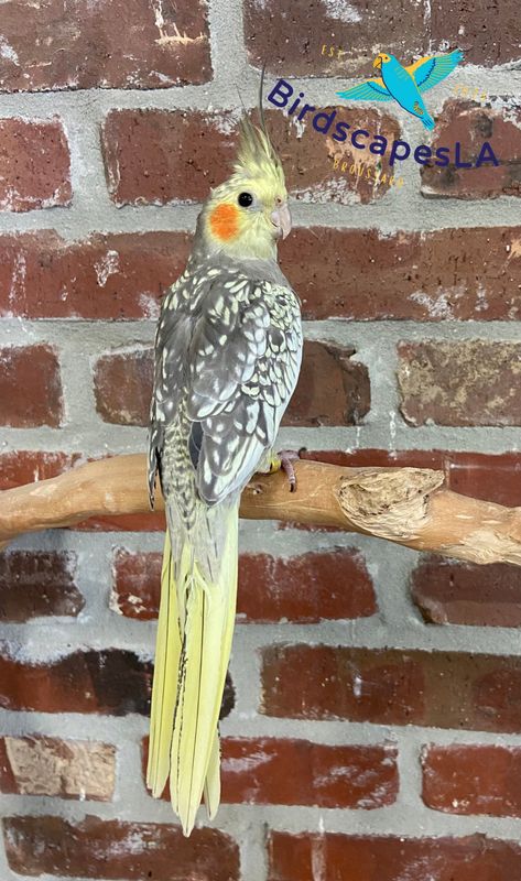 Cockatiel (Pearl)