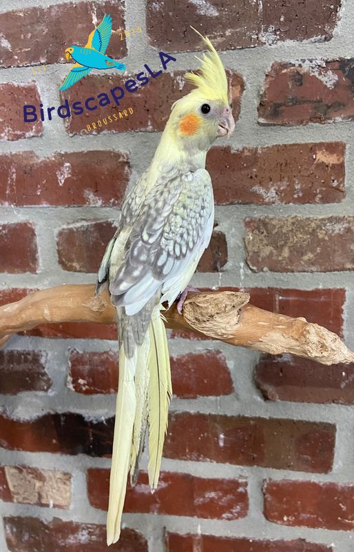 Cockatiel (Pearl Pied)