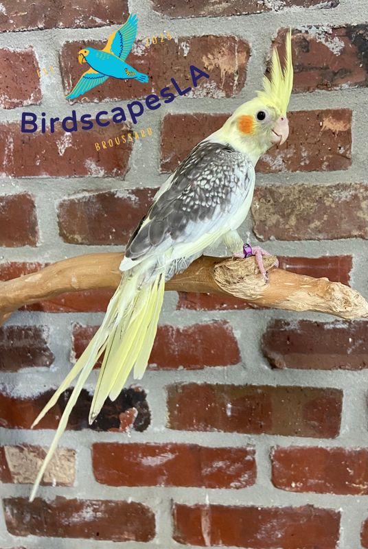 Cockatiel (Pearl Pied)