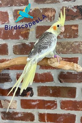Cockatiel (Pearl Pied)