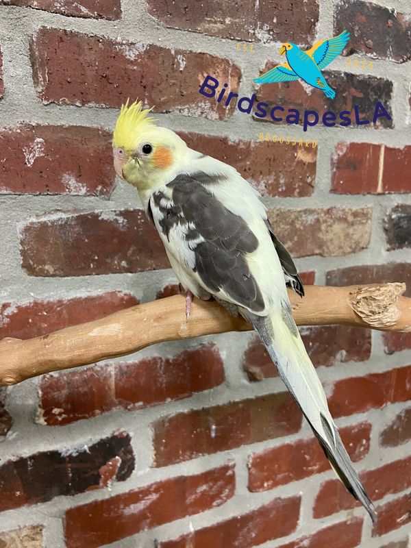 Cockatiel (Pied)
