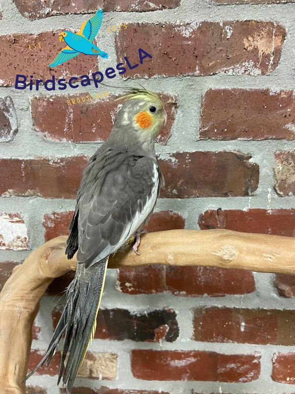 Cockatiel (Gray)