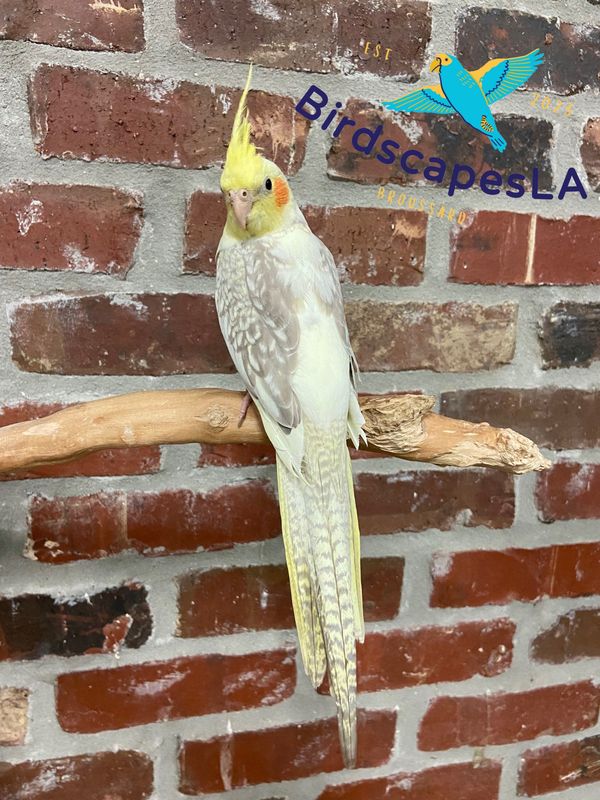 Cockatiel (Cinnamon Pearl Pied)