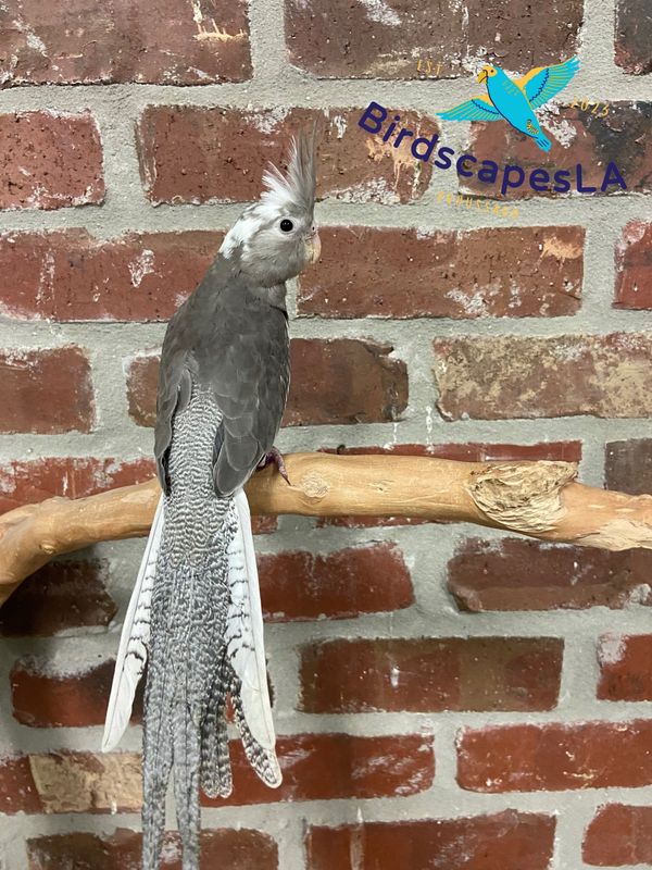 Cockatiel (WF Gray)