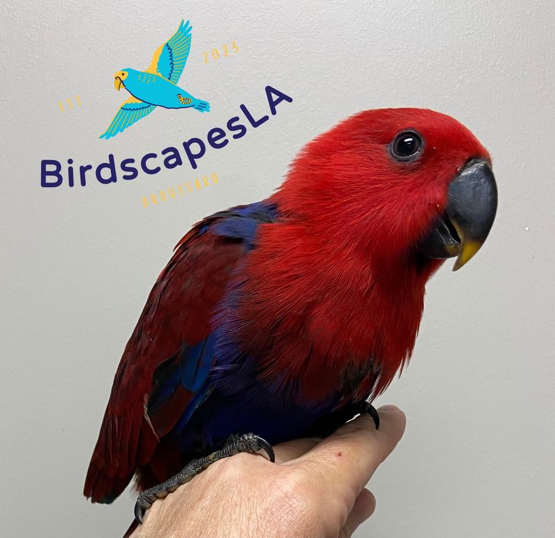 Eclectus (Female)