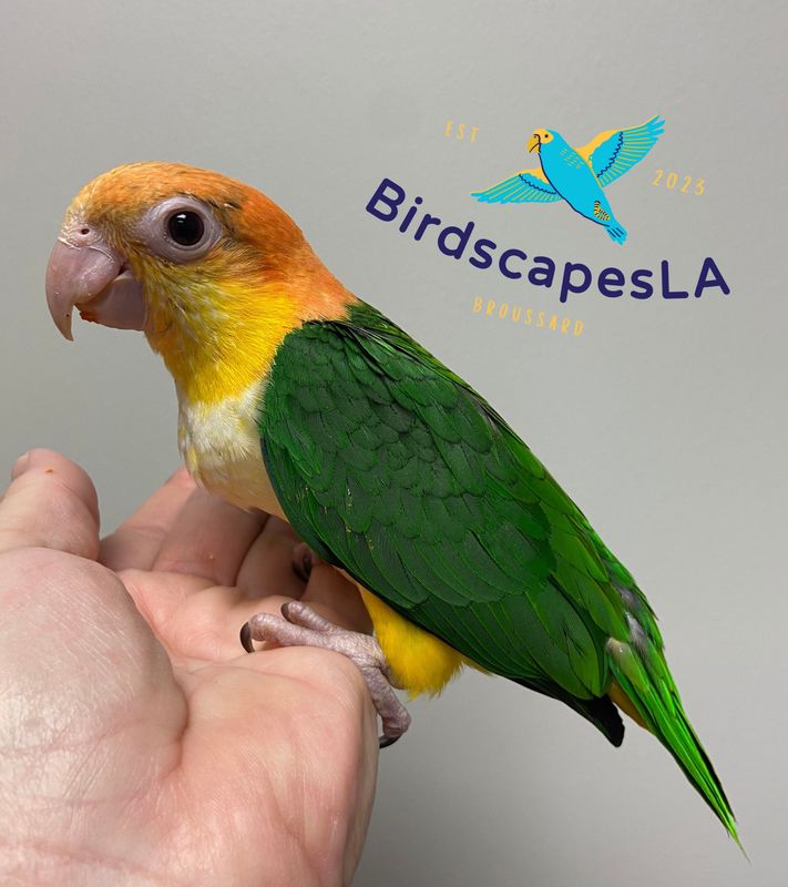 Caique (White Bellied)