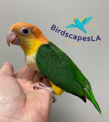 Caique (White Bellied)