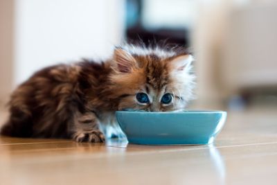 GATTO