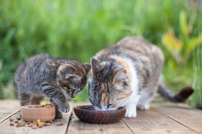 ALIMENTAZIONE