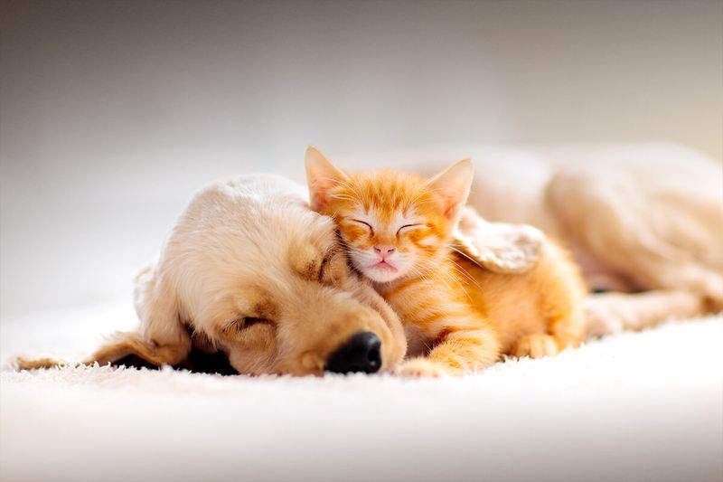 PER LA CURA DEI TUOI CUCCIOLI