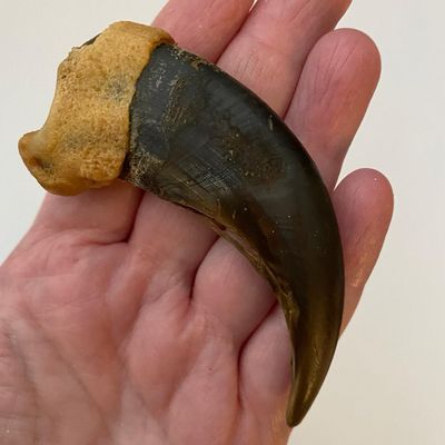 Taxidermy and Skulls For Sale Nationwide