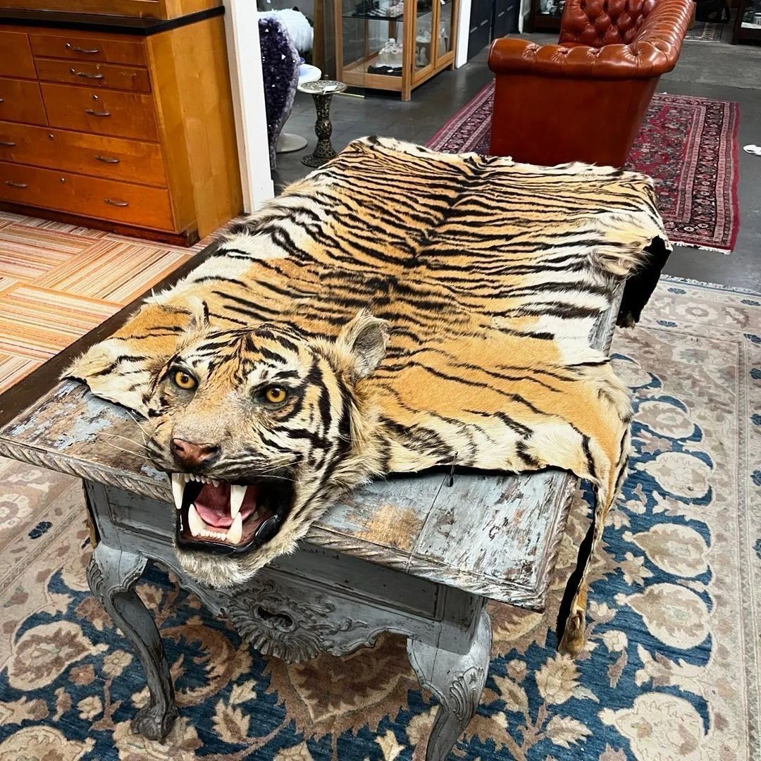 Antique Tiger Rug ,Affordable Taxidermy Skulls For Sale