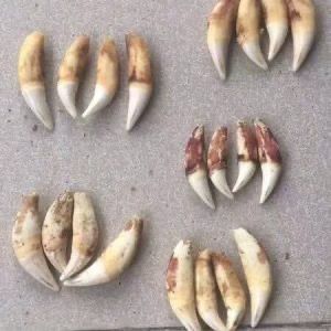 Antique Tiger Rug ,Affordable Taxidermy Skulls For Sale