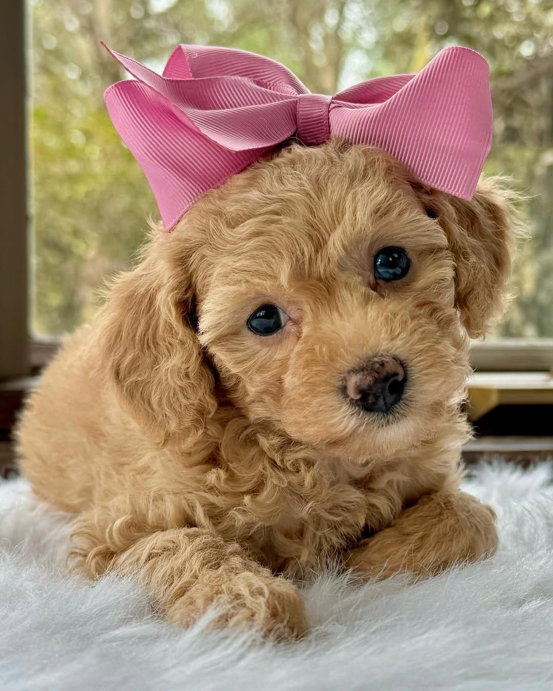 Meet Lola - Your Dream Female Mini Poodle