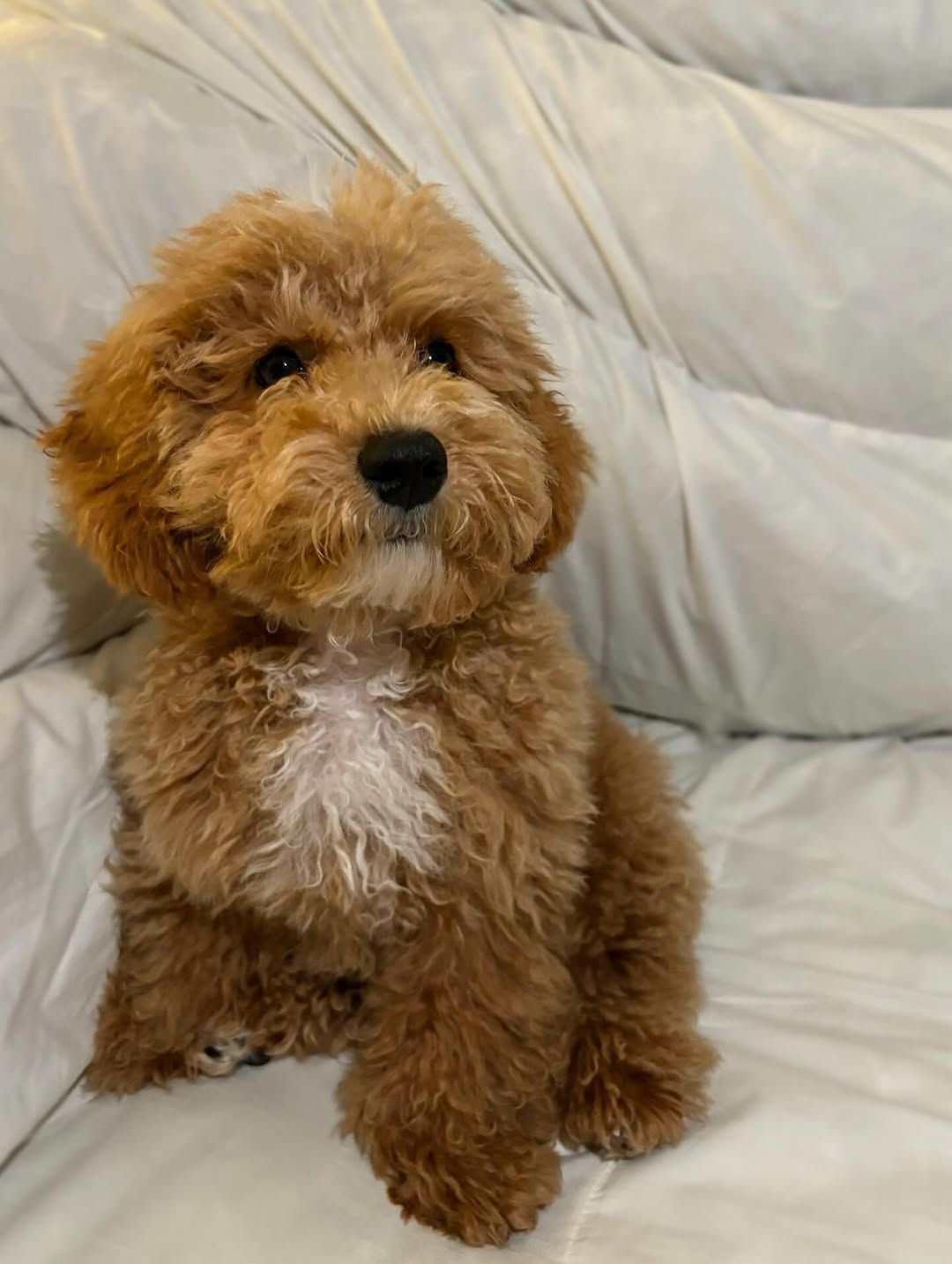 Meet Max – Your Dashing Male Mini Poodle Gentleman