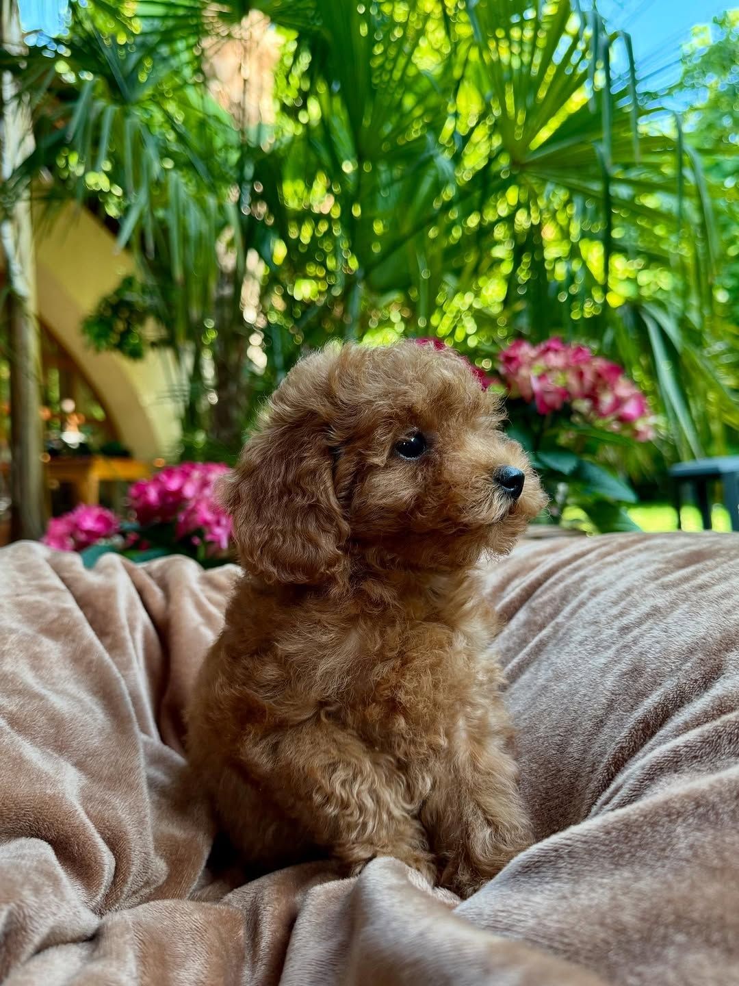 Meet Sophie – The Effortlessly Charming Female Mini Poodle