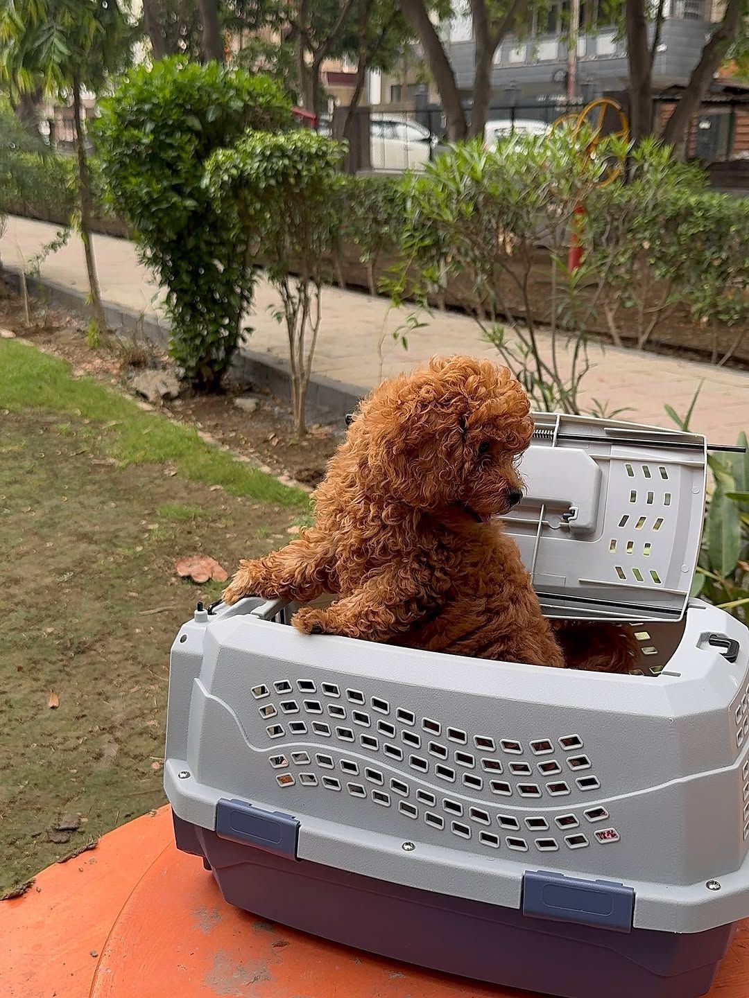Meet Oliver – The Dapper Mini Poodle Gentleman
