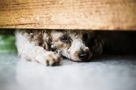 CBD for Pets