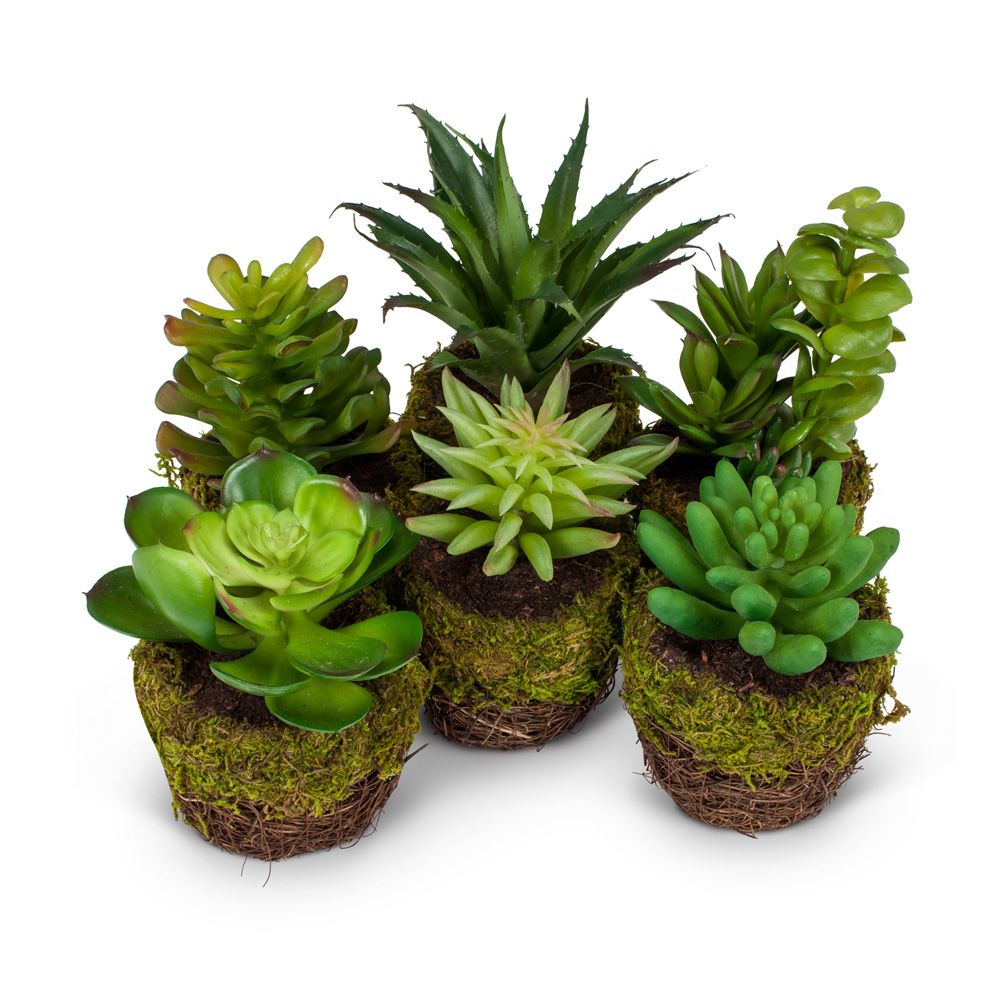 Succulent - Moss Pot