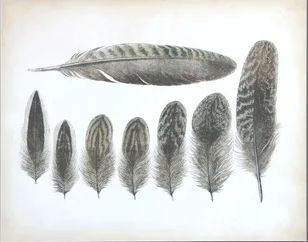 Vintage Feathers- Para
