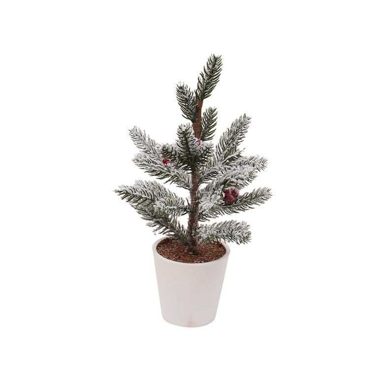 Cranberry Pine Tree - 