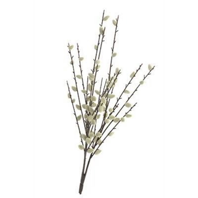 Bush Pussy Willow 24x18&quot; ADV