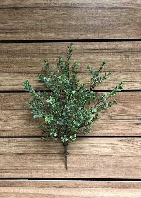 Boxwood Bush Spray (Tri)