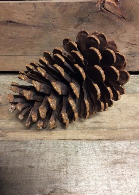 Pinecone W/Wire (Tri)