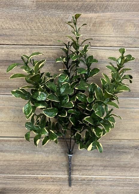 Golden Euonymus Spray (Tri)