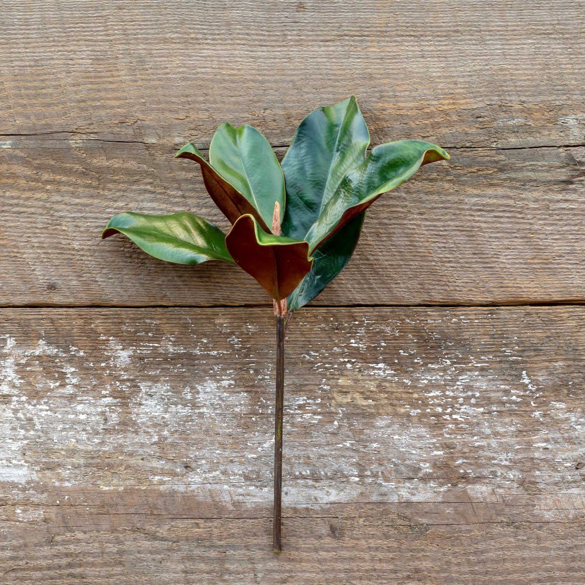 Magnolia Leaves Pick