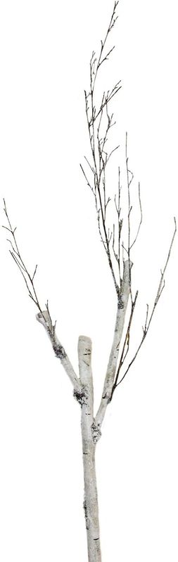 Birch Twig Branch (Tri)