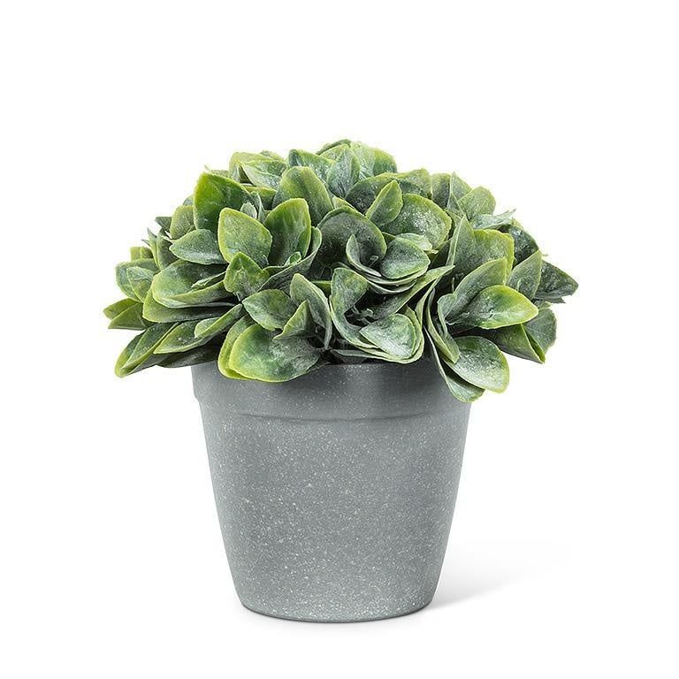 Spade Leaf Plant Pot - 6&quot;