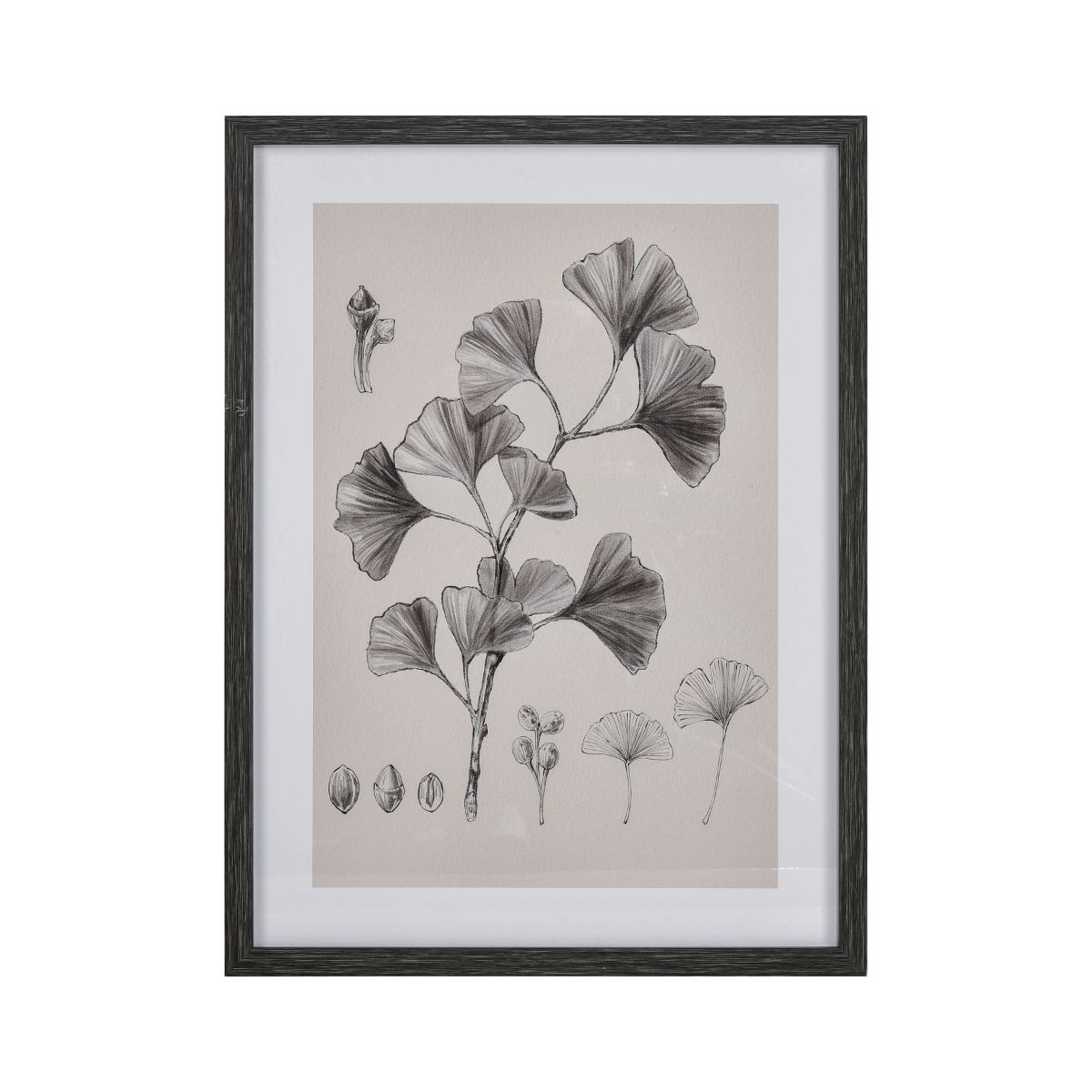 Gingko Botanical Framed Print