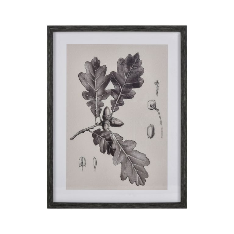 Oak II Botanical Framed Print