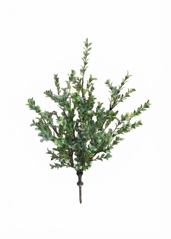 Boxwood Bush Spray (Tri)