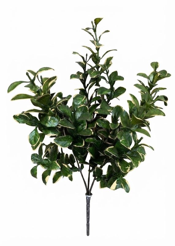 Golden Euonymus Spray (Tri)