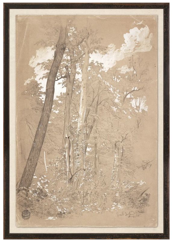 Collection 23 - Chestnut Trees