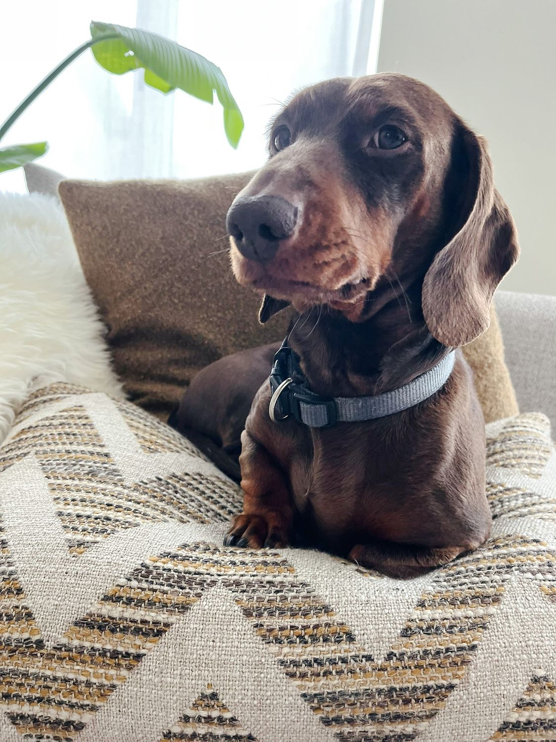 Kussens en plaids